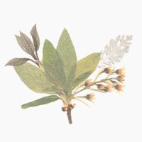 flower-product-03